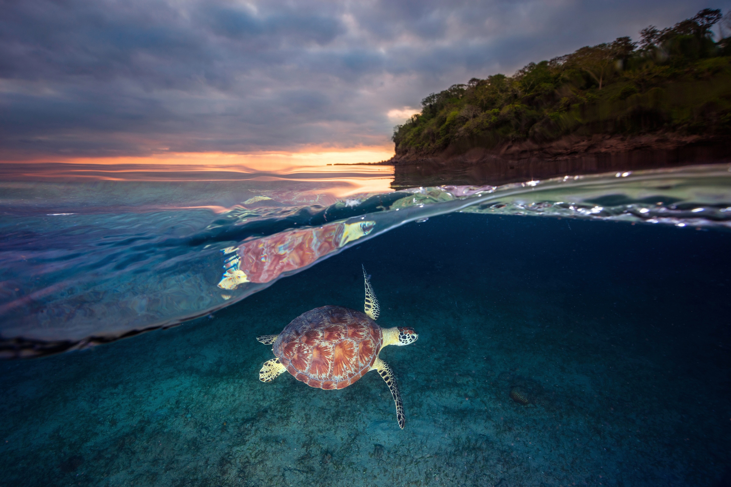 Papermoon Fototapete »Photo-Art BARATHIEU GABRIEL, GRÜNE SCHILDKRÖTE MIT SO günstig online kaufen