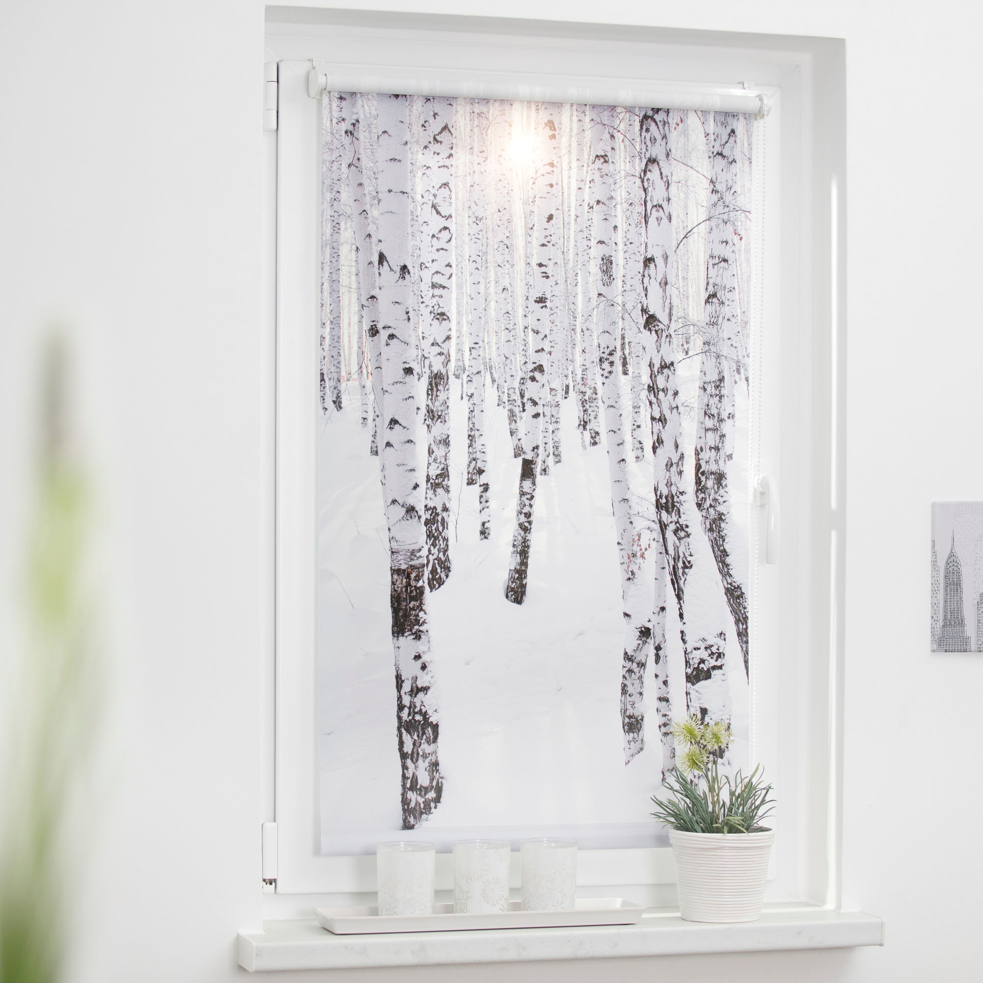 LICHTBLICK ORIGINAL Seitenzugrollo »Klemmfix Motiv Birkenwald«, Lichtschutz, ohne Bohren, freihängend, bedruckt