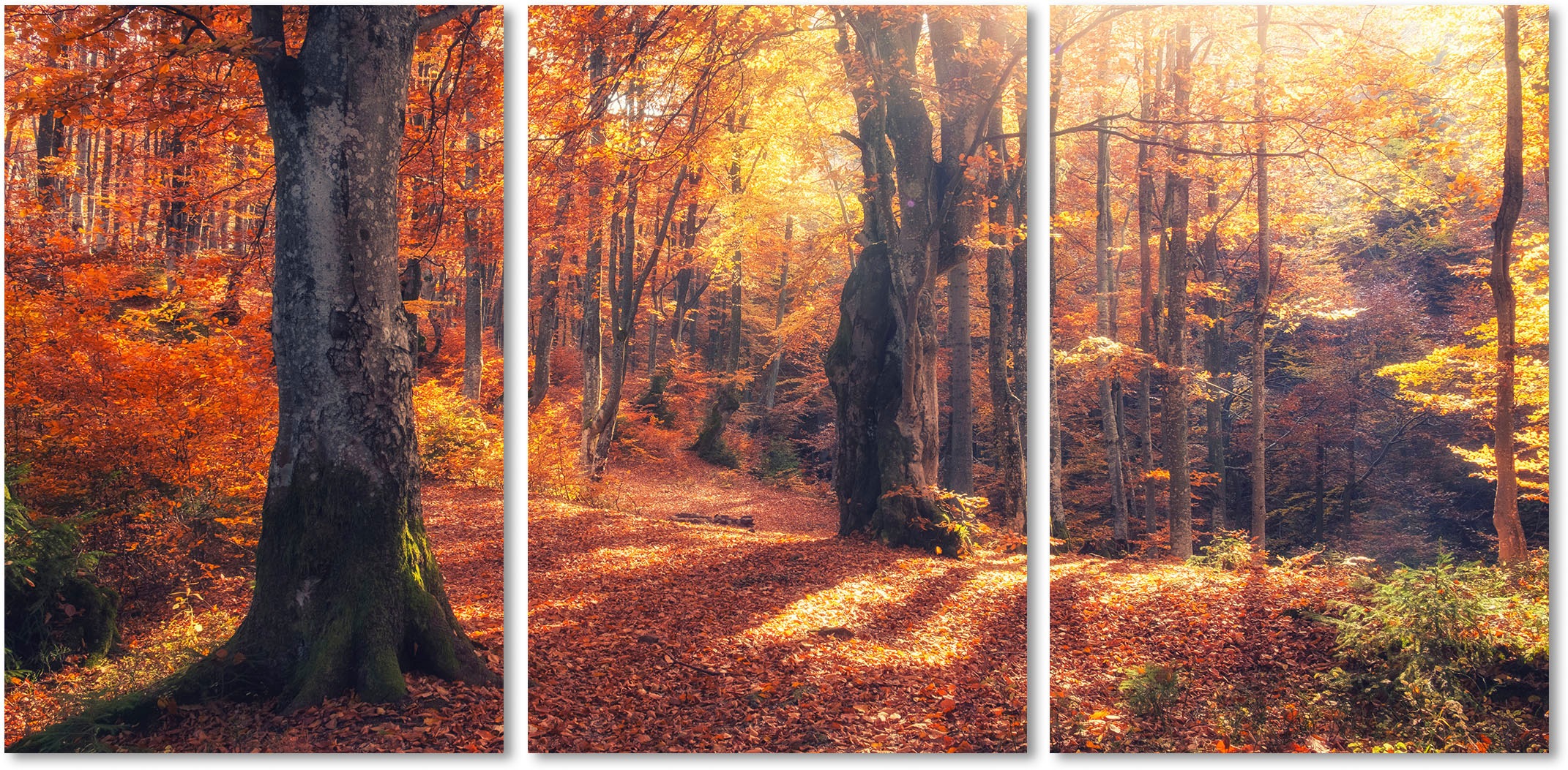 queence Acrylglasbild »Herbstwald 3-teilig«, Wald-Waldbilder-Bäume-Baum-Bau günstig online kaufen