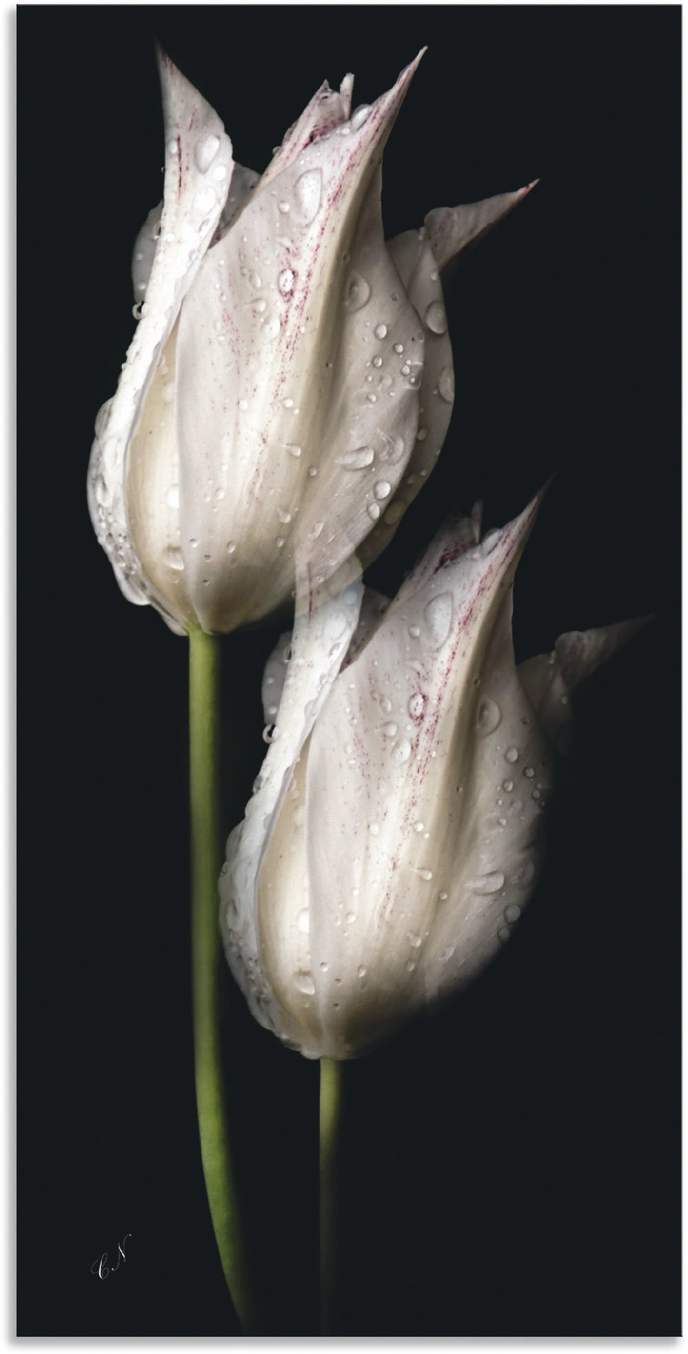 Artland Wandbild »Weiße Tulpen in der Nacht«, Blumenbilder, (1 St.), als Al günstig online kaufen