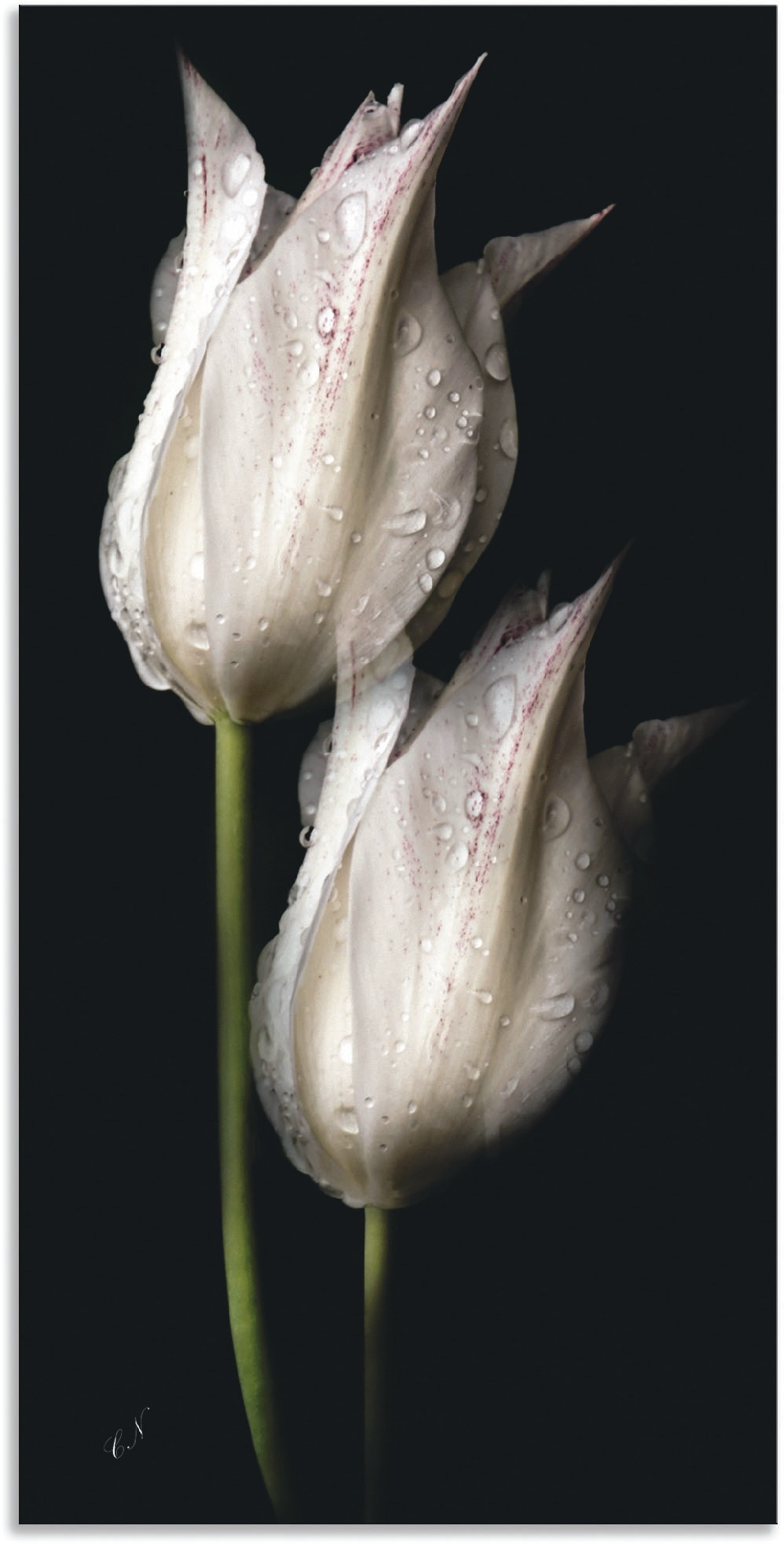 Artland Wandbild »Weiße Tulpen in der Nacht« Blumenbilder 1 Stk. tlg. als A günstig online kaufen