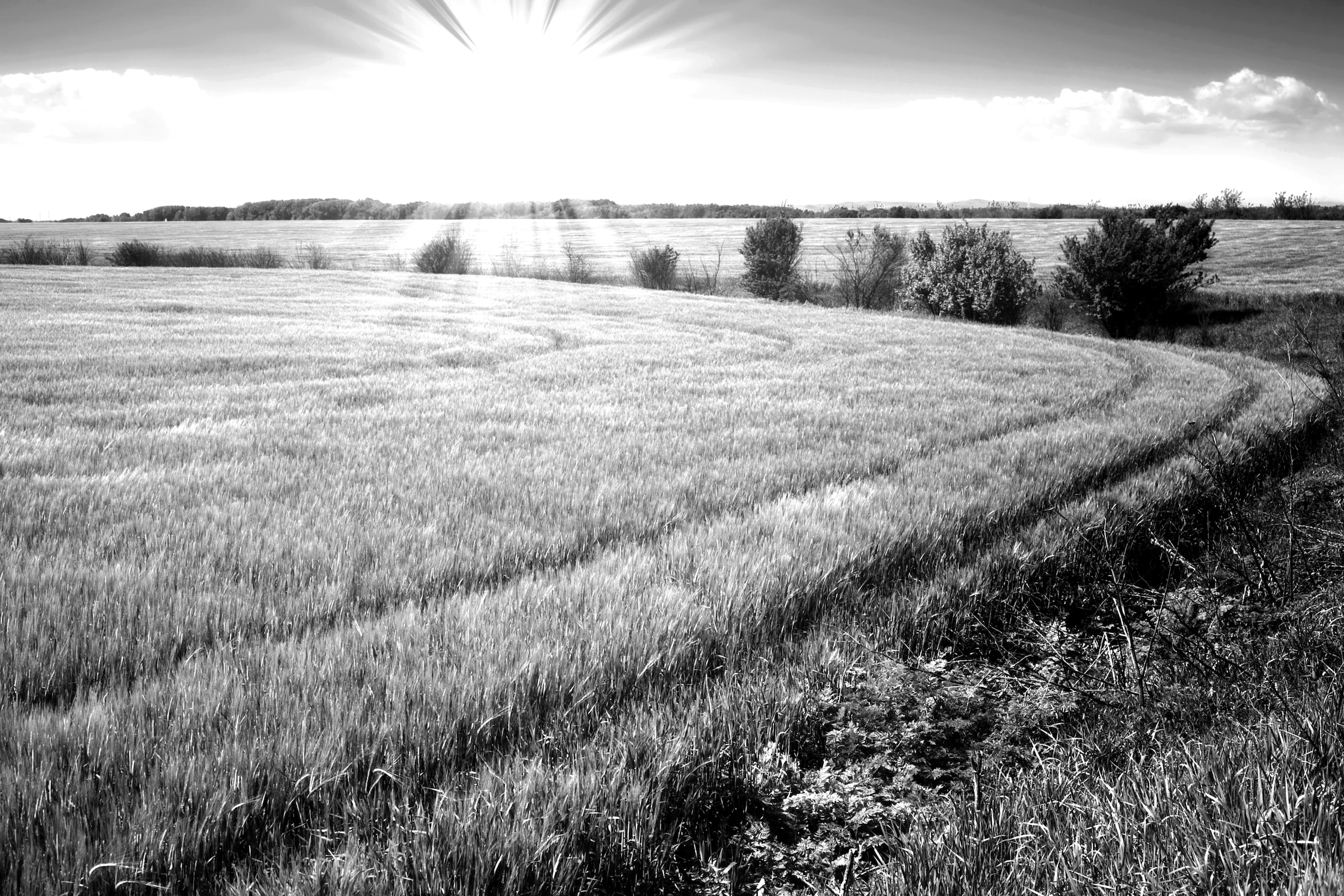 Papermoon Fototapete »Landschaft schwarz & weiß« günstig online kaufen