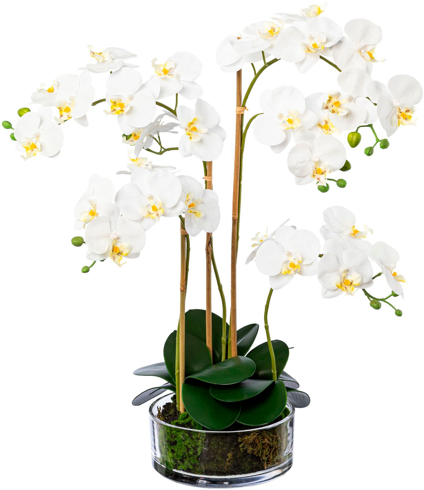 Creativ green Kunstorchidee »Phalaenopsis im Glas« günstig online kaufen