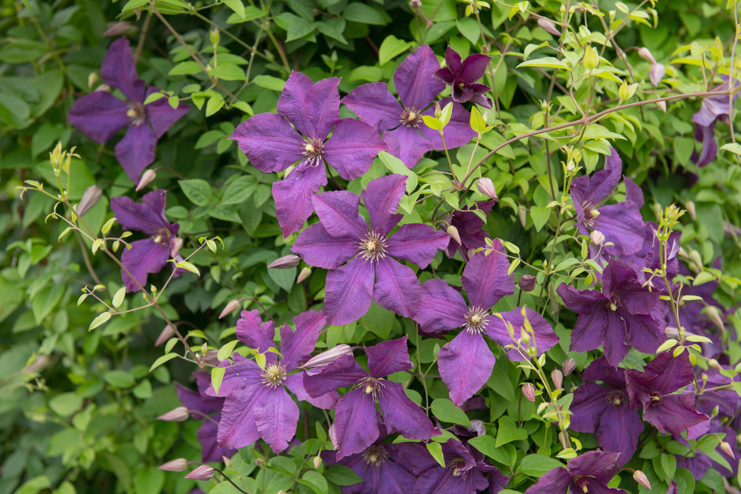 BCM Kletterpflanze »Waldrebe 'Polish Spirit'«, (1 St.), Höhe: 40-60 cm, 1 Pflanze kaufen