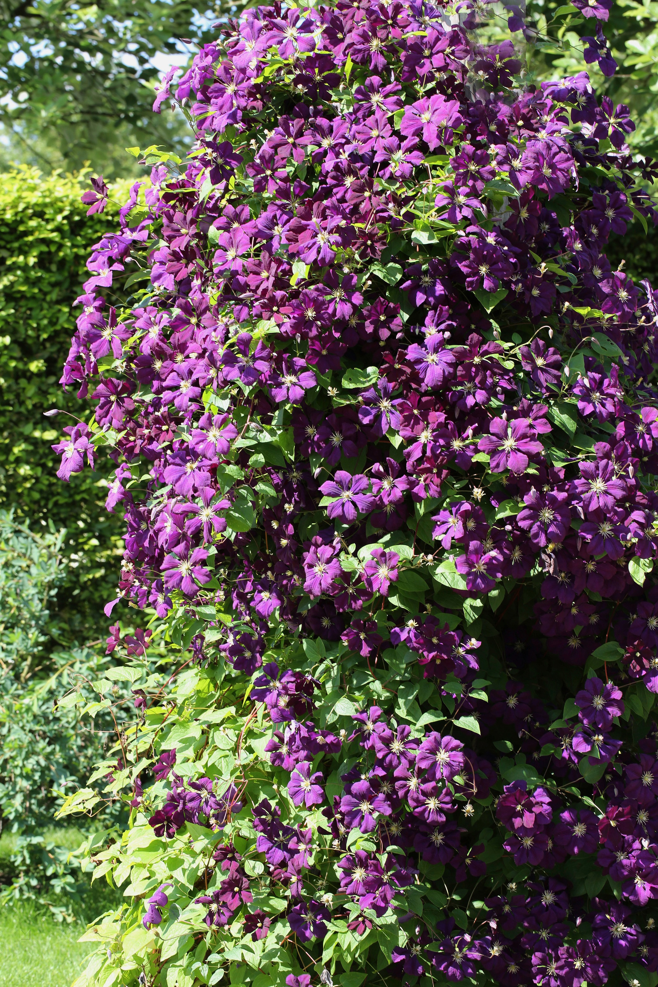 BCM Kletterpflanze »Waldrebe 'Etoile Violette'«, (3 St.), Höhe 3040