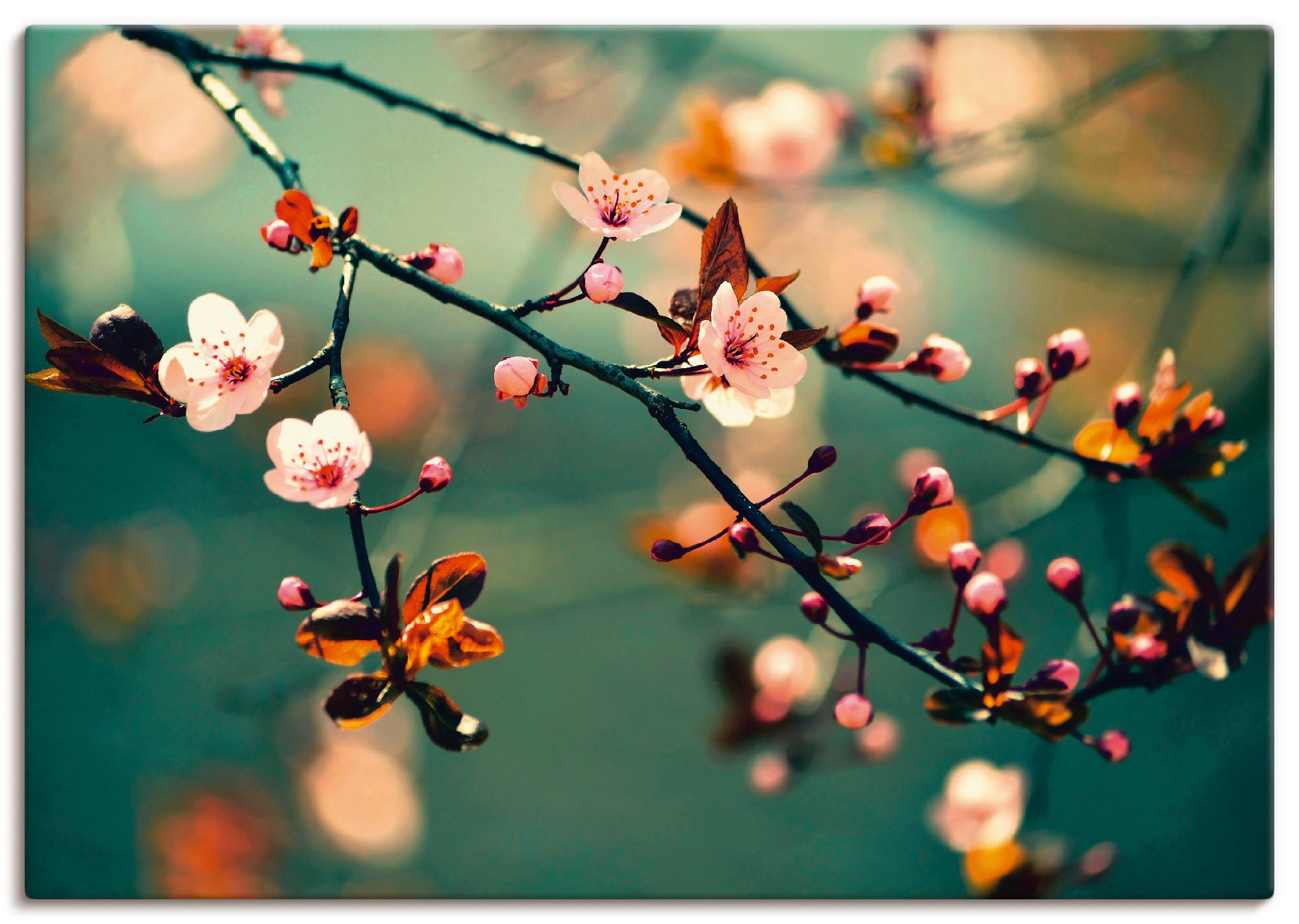 Artland Wandbild »Japanische Kirsch Sakura Blumen«, Blumen, (1 St.), als Le günstig online kaufen