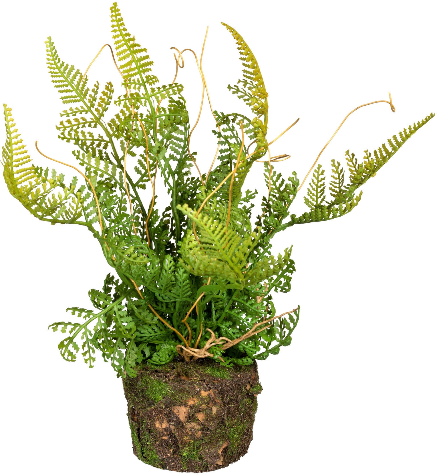 Creativ green Künstliche Zimmerpflanze »Set aus Farnpflanzen auf Wurzelballen«, 3er Set
