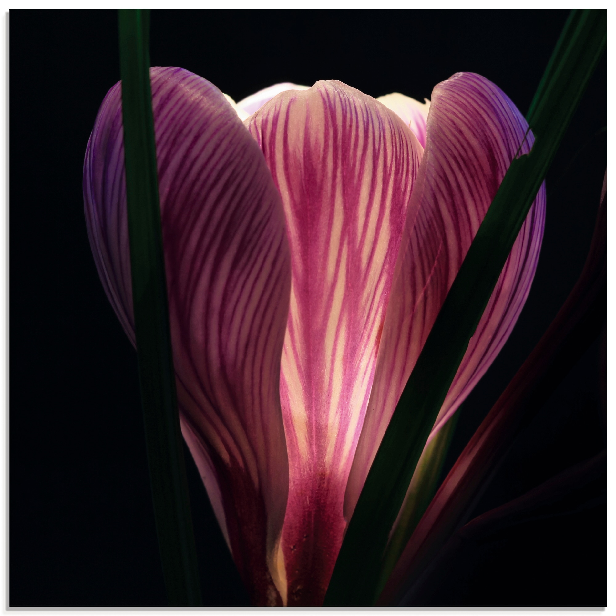 Artland Glasbild »Beleuchtet« Blumen 1 Stk. tlg. in verschiedenen Größen günstig online kaufen