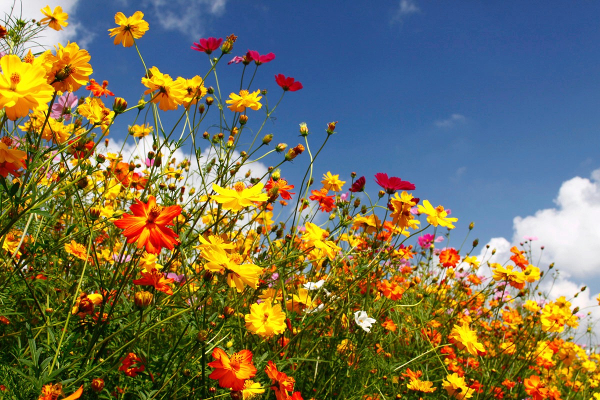 Papermoon Fototapete »Blumenwiese« günstig online kaufen