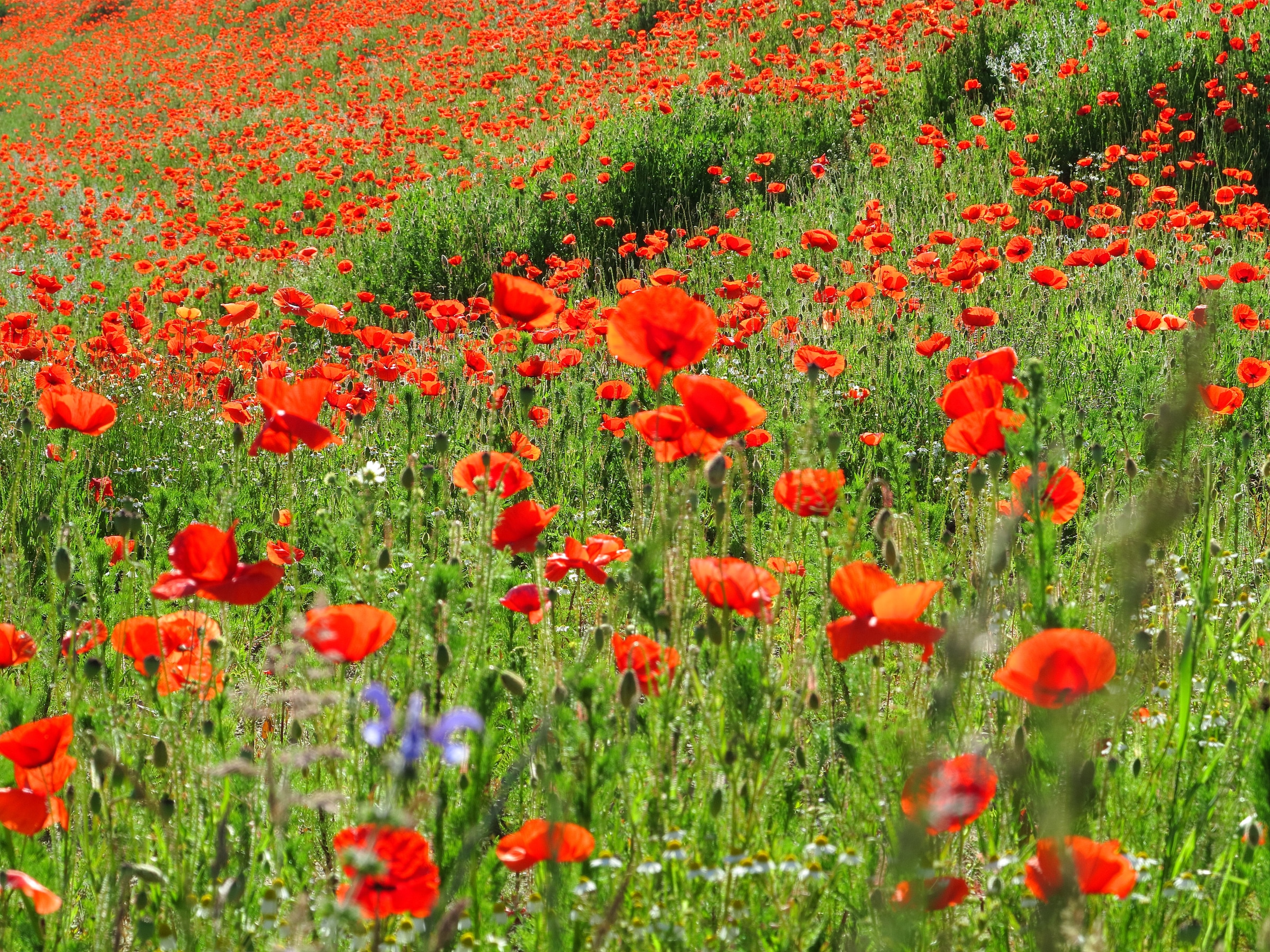 Papermoon Fototapete »Red Poppa Field« glatt günstig online kaufen