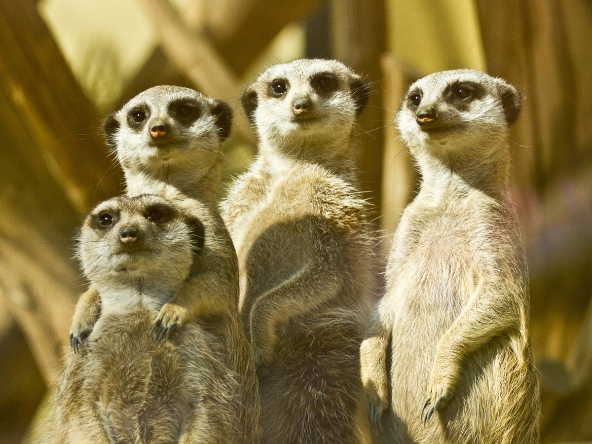 Papermoon Fototapete »Erdmännchen Familie« günstig online kaufen