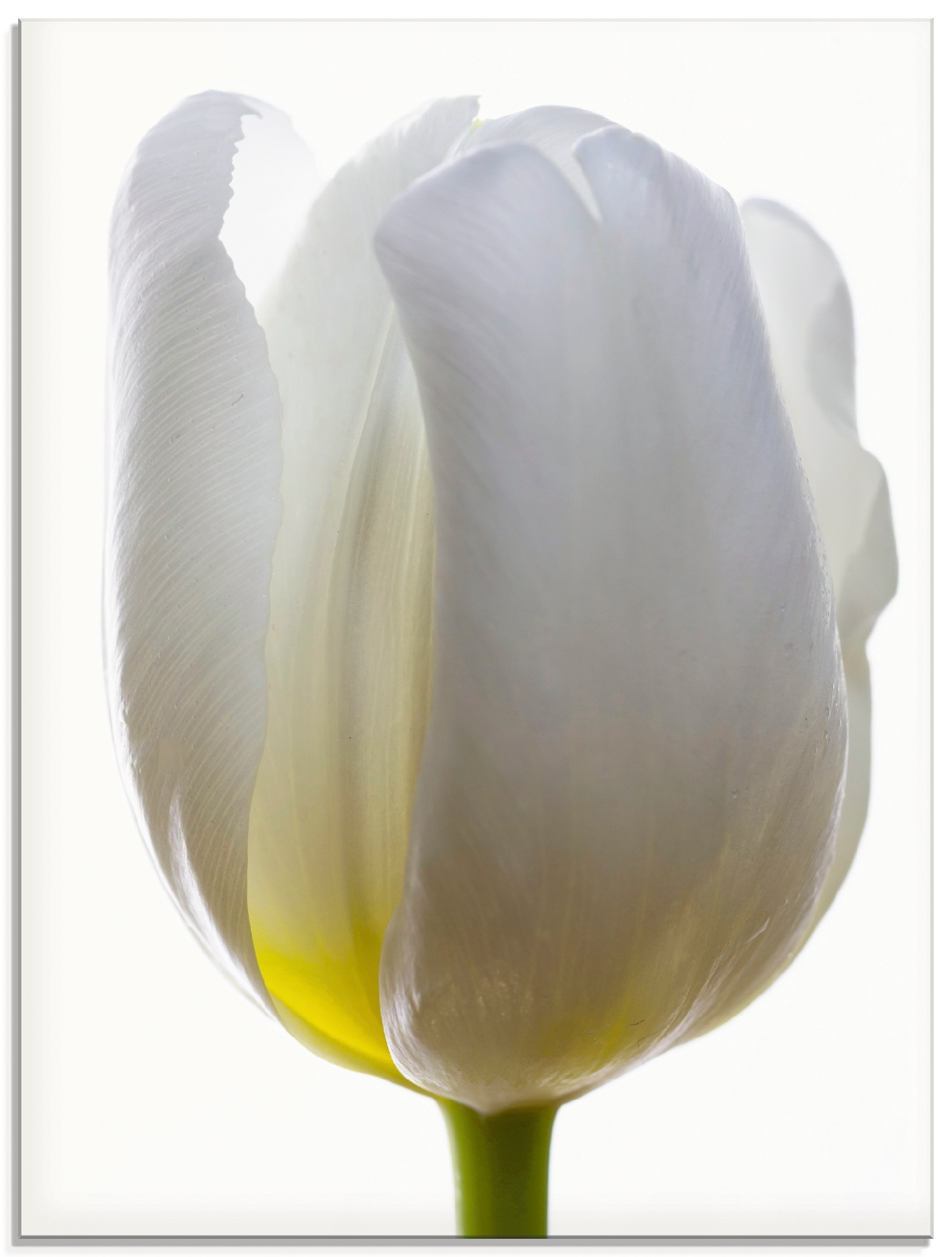 Artland Glasbild »Weiße Tulpe«, Blumen, (1 St.), in verschiedenen Größen günstig online kaufen
