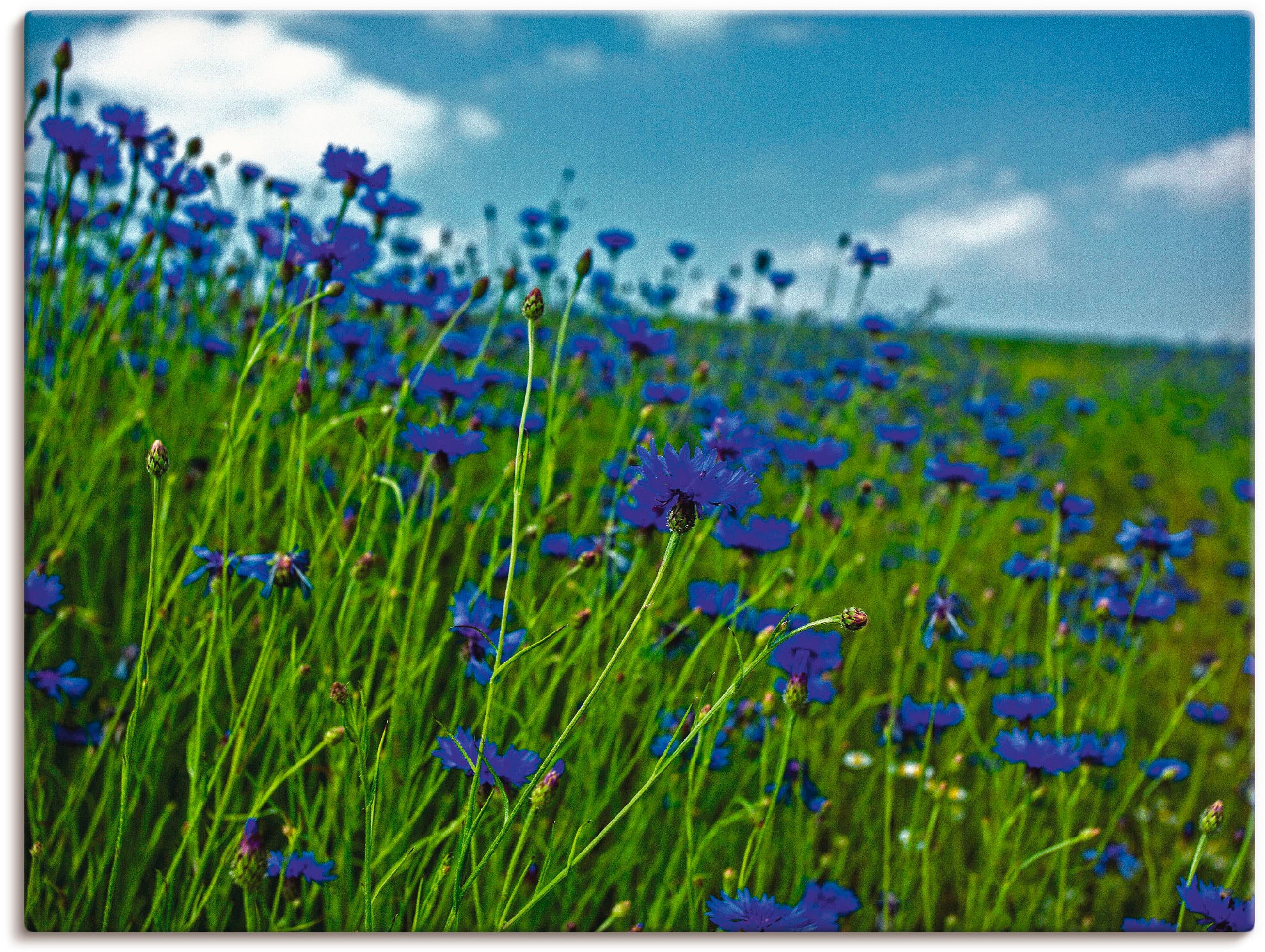 Artland Wandbild »Kornblumenwiese«, Blumenwiese, (1 St.), als Leinwandbild, günstig online kaufen