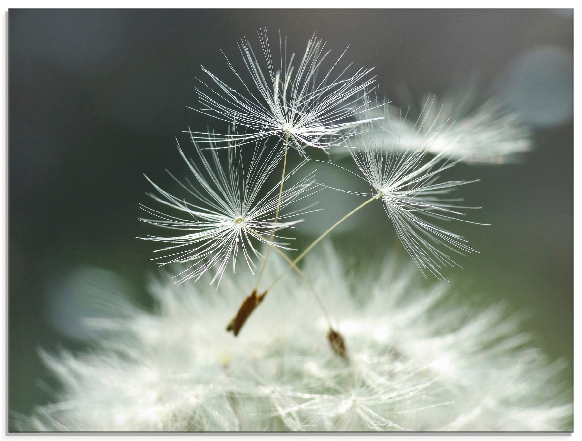 Artland Glasbild »Pusteblume Facility« Blumen 1 Stk. tlg. in verschiedenen günstig online kaufen