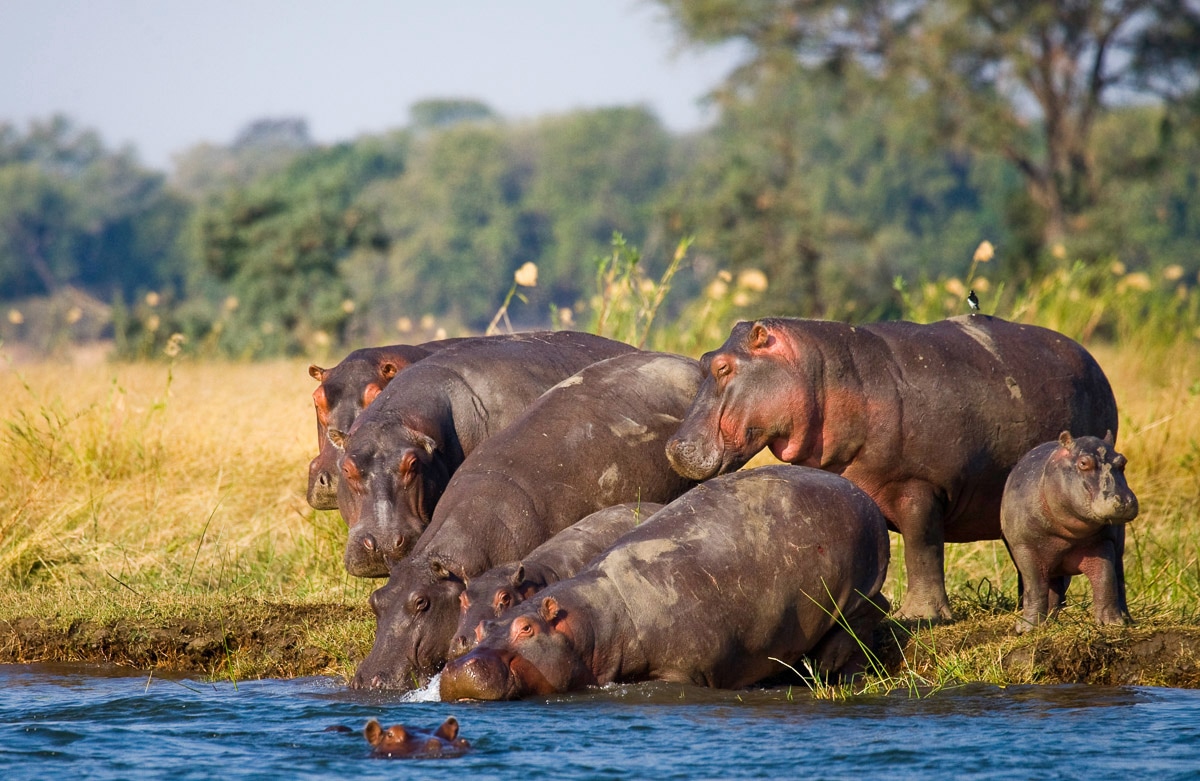 Papermoon Fototapete »Hippo Familie« günstig online kaufen