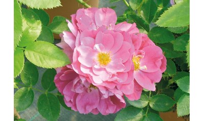 BCM Rose »Bodendeckerrose 'Lavender Dream'«, (1 St.), Bodendeckerrose: 1 Pflanze kaufen