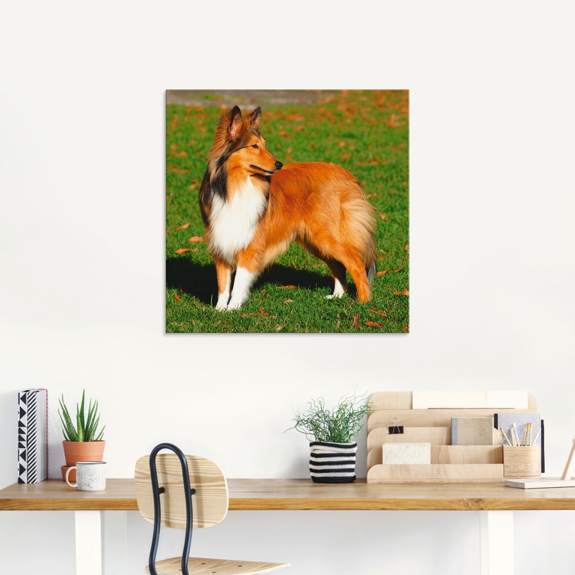Artland Glasbild »Amerikanischer Collie«, Haustiere, (1 St.), in verschiedenen Größen