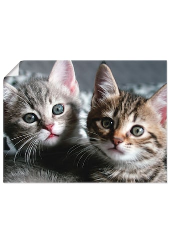 Artland Wandbild »Katze«, Haustiere, (1 St.), in vielen Größen & Produktarten -... kaufen