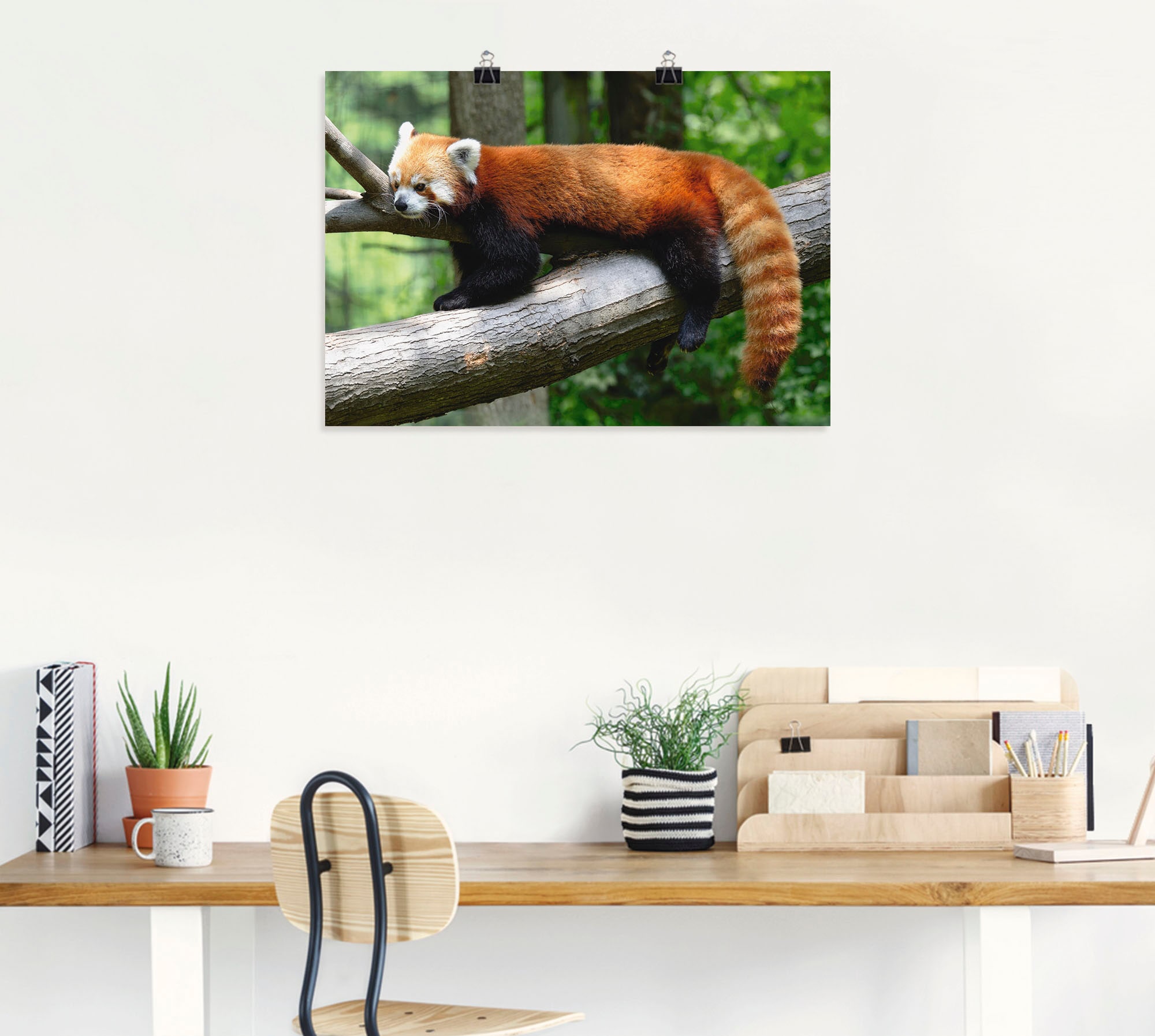 Artland Wandbild »Roter Panda«, Wildtiere, (1 St.), als Poster, Wandaufkleber in verschied. Größen