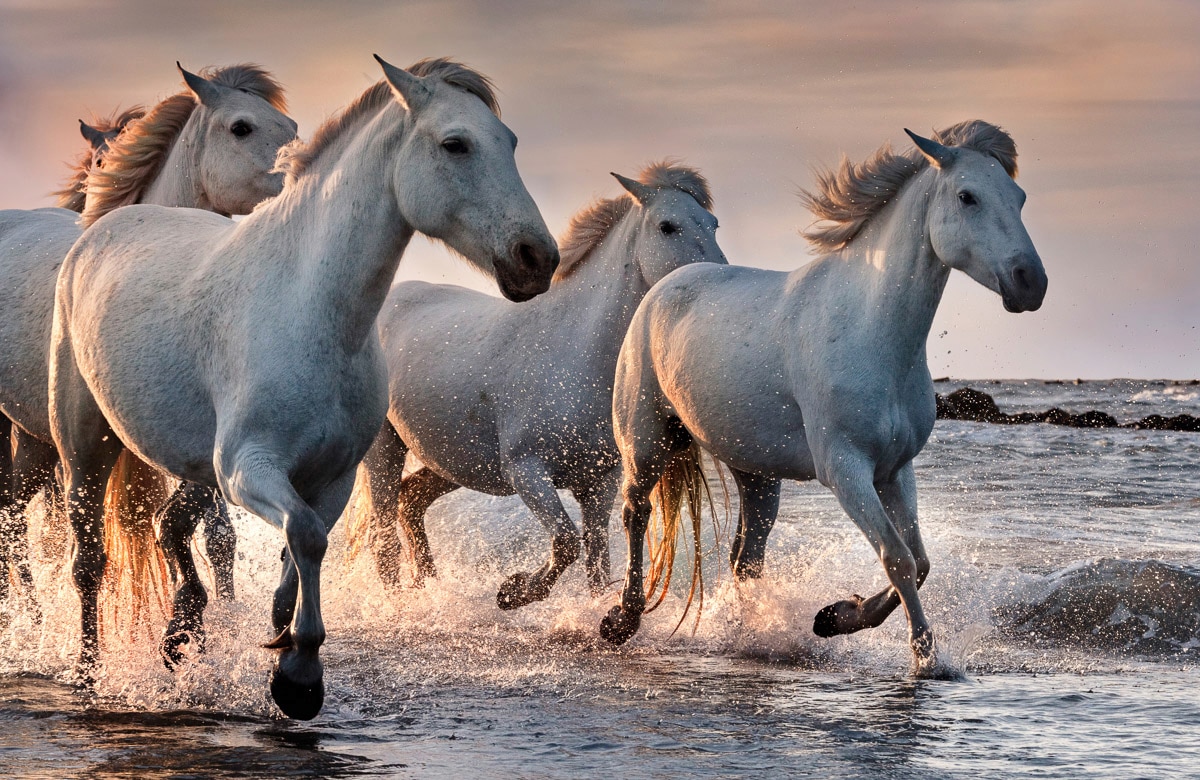 Papermoon Fototapete »PFERDE-CAMARGUE GALLOP STRAND MEER TIERE KÜSTE PROVEN günstig online kaufen