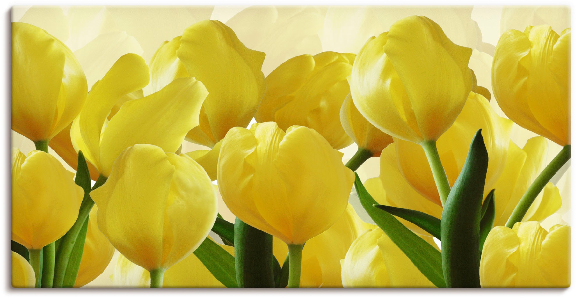 Artland Wandbild »Tulpenfeld gelb«, Blumen, (1 St.), als Leinwandbild, Post günstig online kaufen