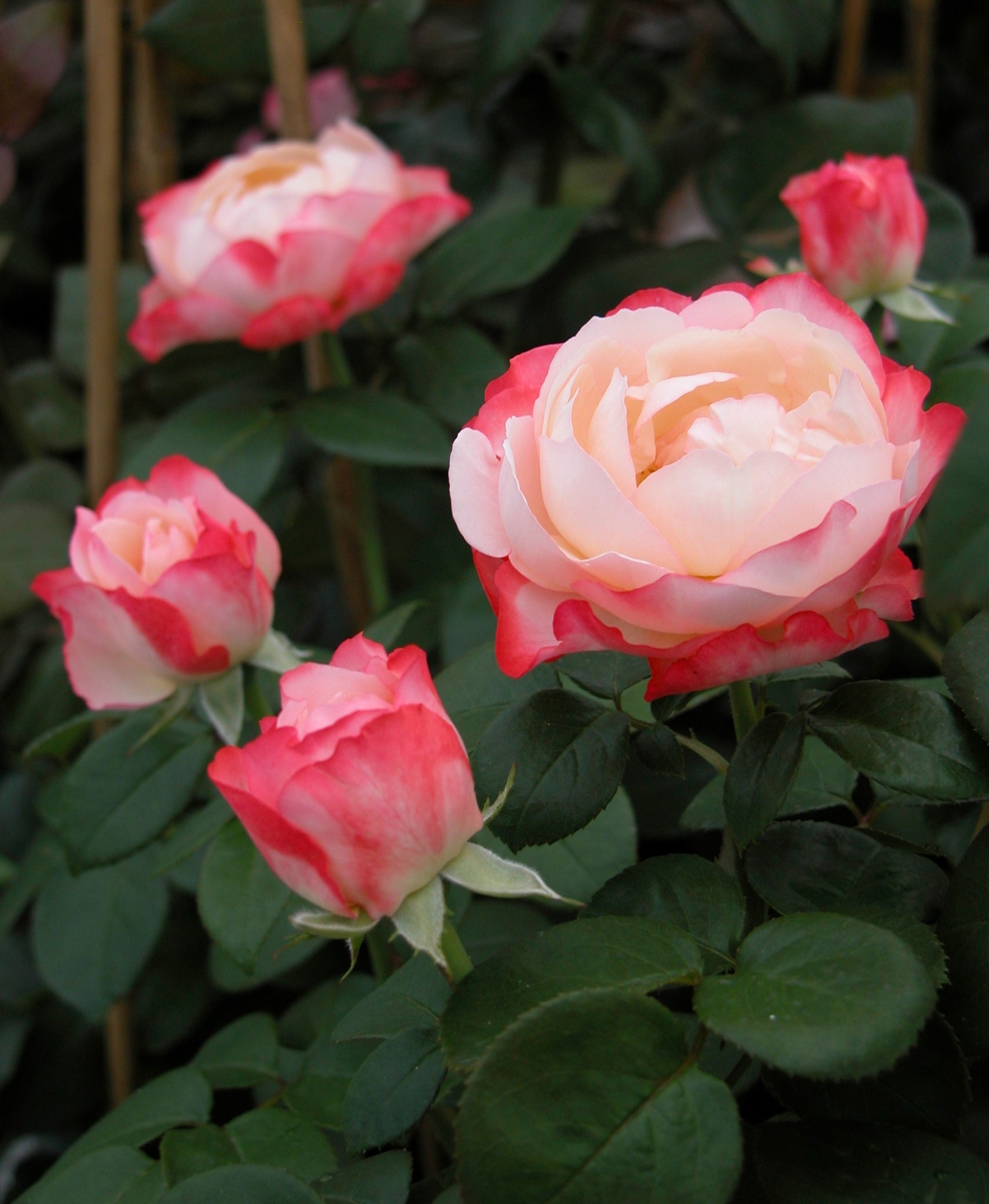BCM Rose »Edelrose 'Nostalgie'«, (1 St.), Höhe: 35-40 cm kaufen