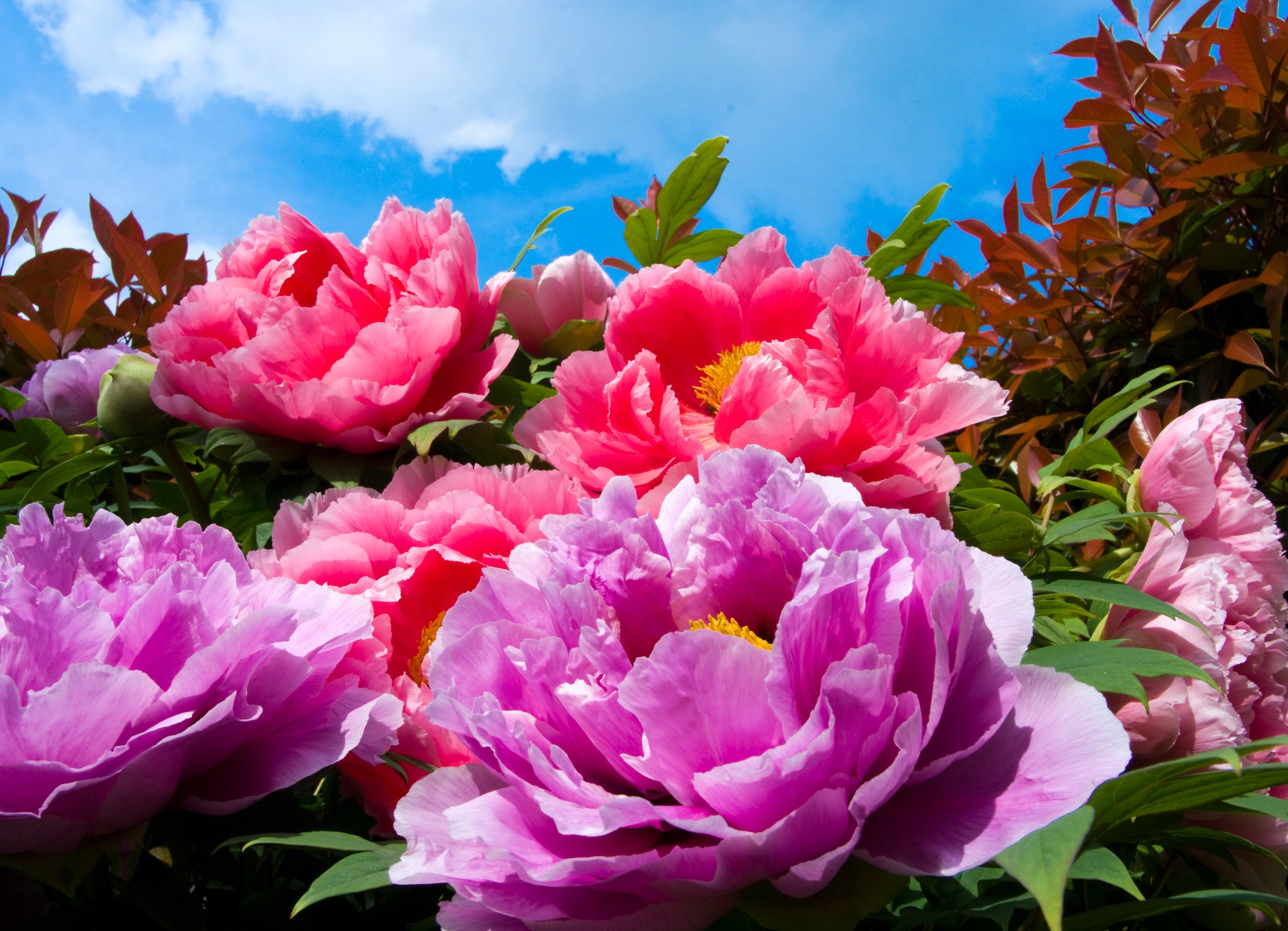 Papermoon Fototapete »TropicalPeonies« glatt günstig online kaufen