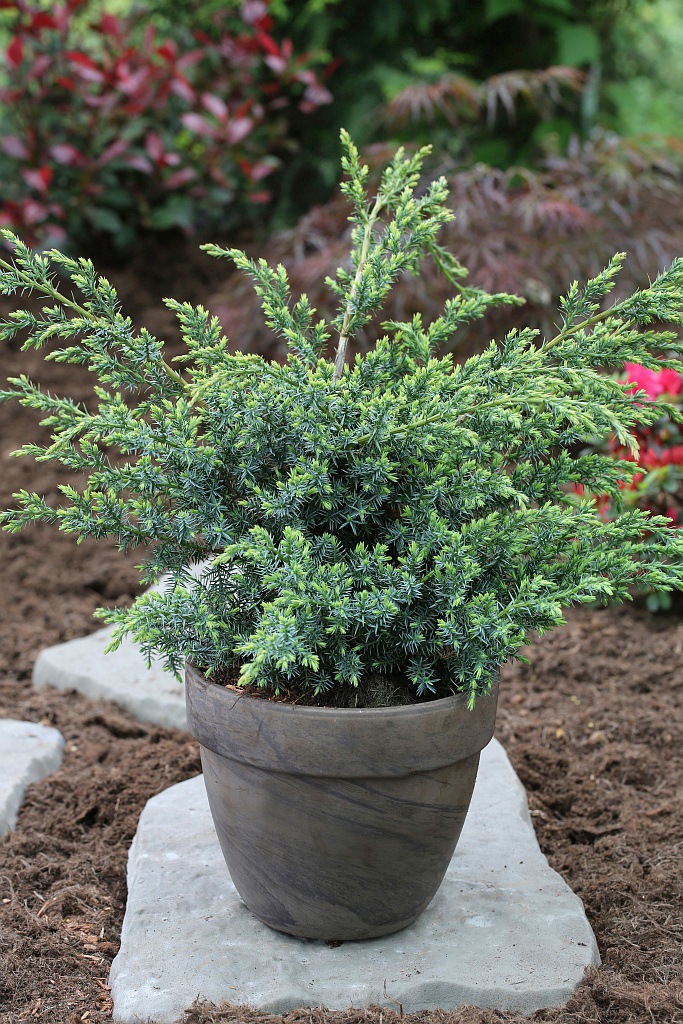 BCM Hecken »Wacholder 'Blue Alps'«, (3 St.), Höhe: 20-25 cm, 3 Pflanzen