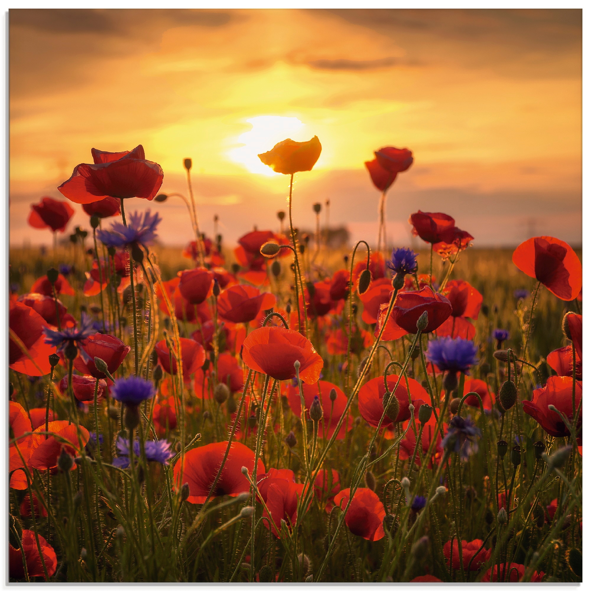 Artland Glasbild verschiedenen Größen St.), in online »Mohnblumen Blumen, kaufen im Abendlicht«, (1