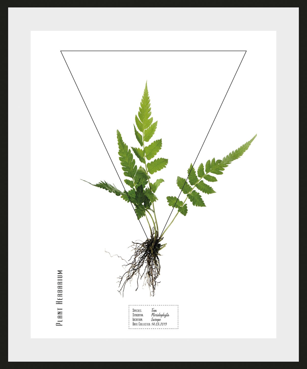 queence Bild »Pteridophyta«, Pflanzen-Pflanzenbilder-Schriftzug, (1 St.), H günstig online kaufen
