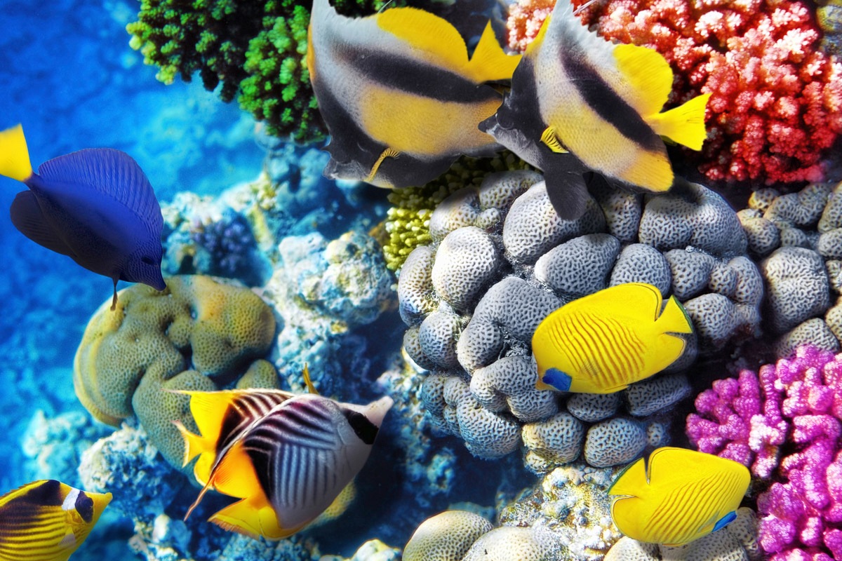 Papermoon Fototapete »Fische«