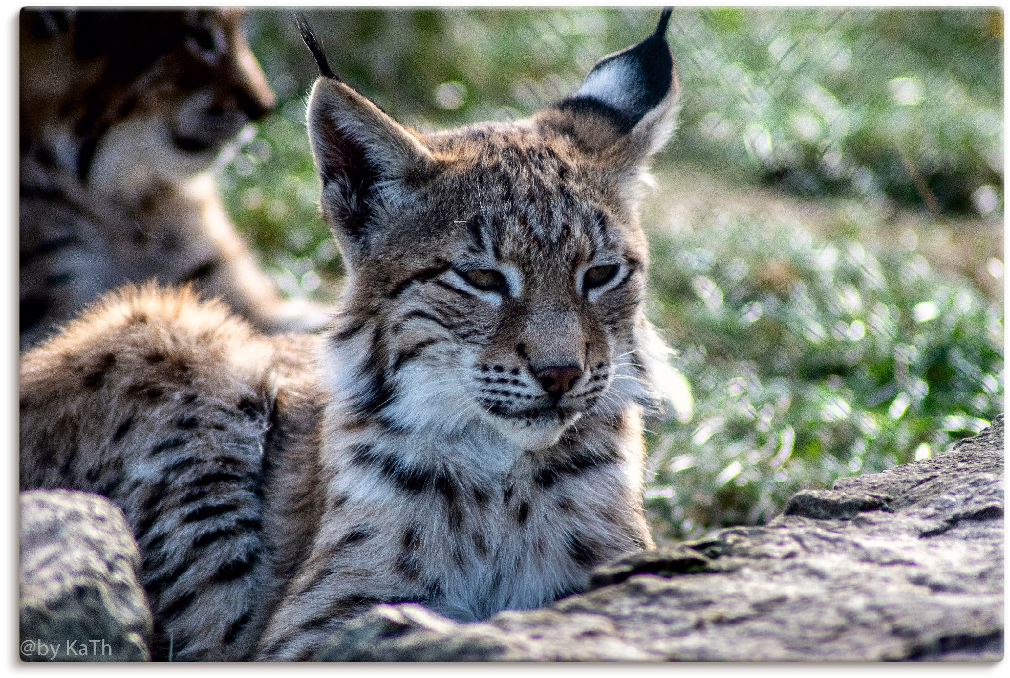 Artland Leinwandbild »Luchs«, Wildtiere, (1 St.), auf Keilrahmen gespannt günstig online kaufen