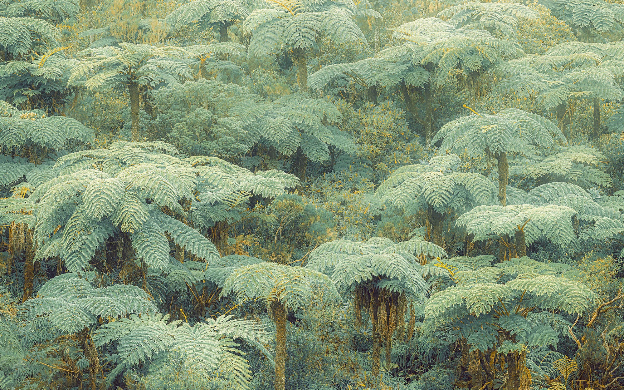 Komar Fototapete »Digitaldruck Vlies - Jungle Lands - Größe 400 x 250 cm«, bedruckt, Wohnzimmer, Schlafzimmer