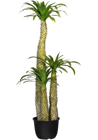 Creativ green Künstliche Zimmerpflanze »Madagaskarpalme Pachypodium«, (1 St.) kaufen
