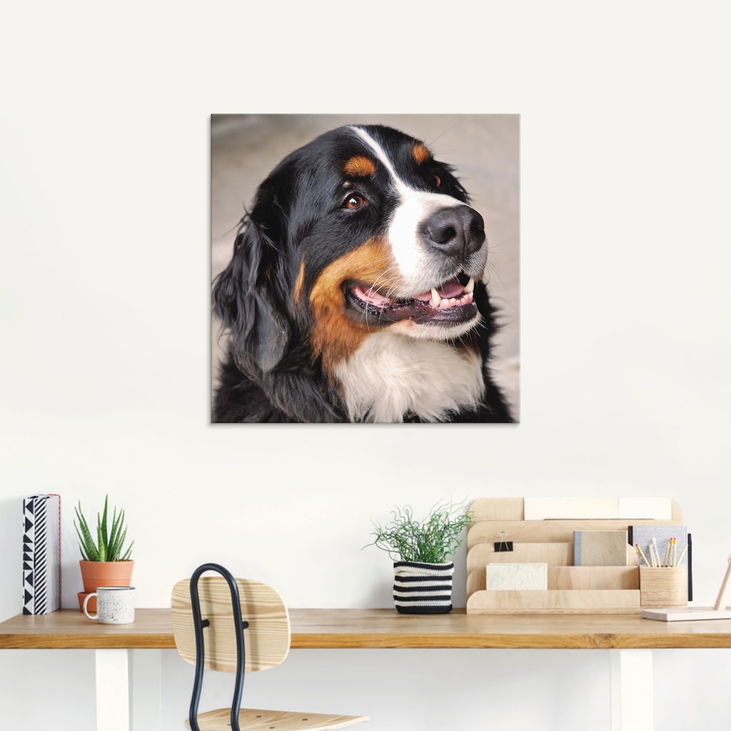 Artland Glasbild »Berner Sennenhund«, Haustiere, (1 St.)