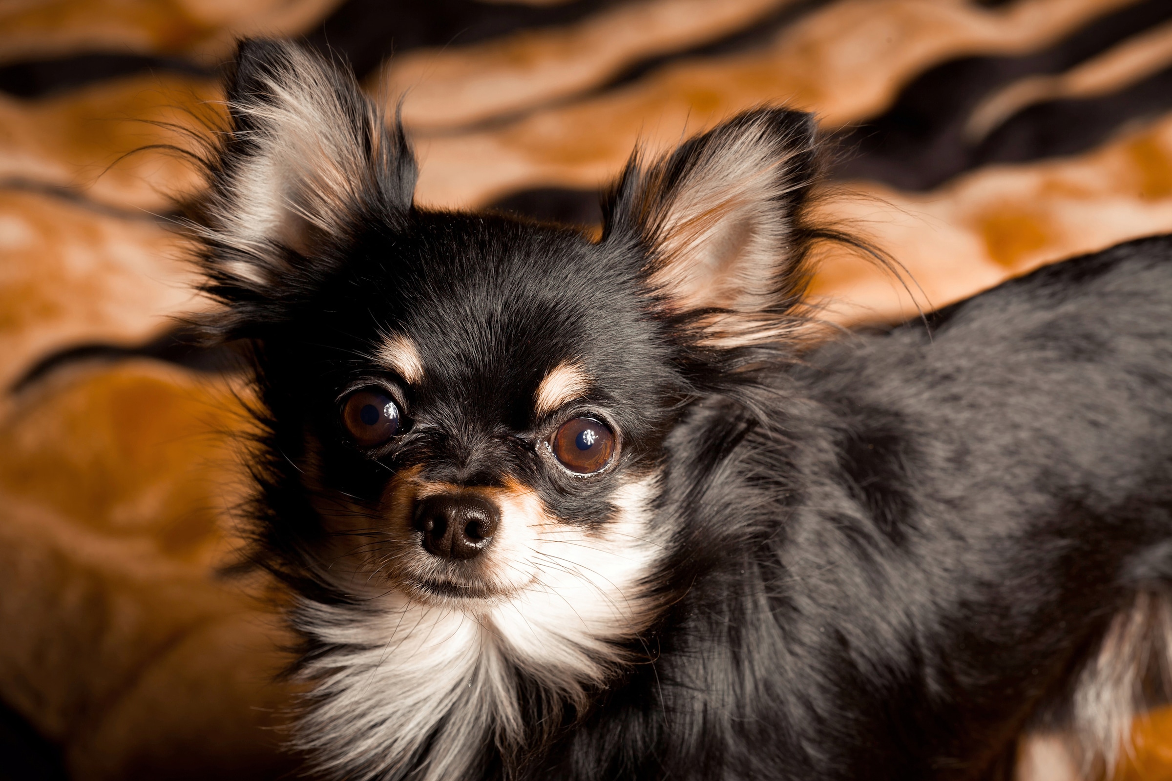 Papermoon Fototapete »CHIHUAHUA-HUND TIER LANGHAAR MEXICO NATUR WELPE« günstig online kaufen