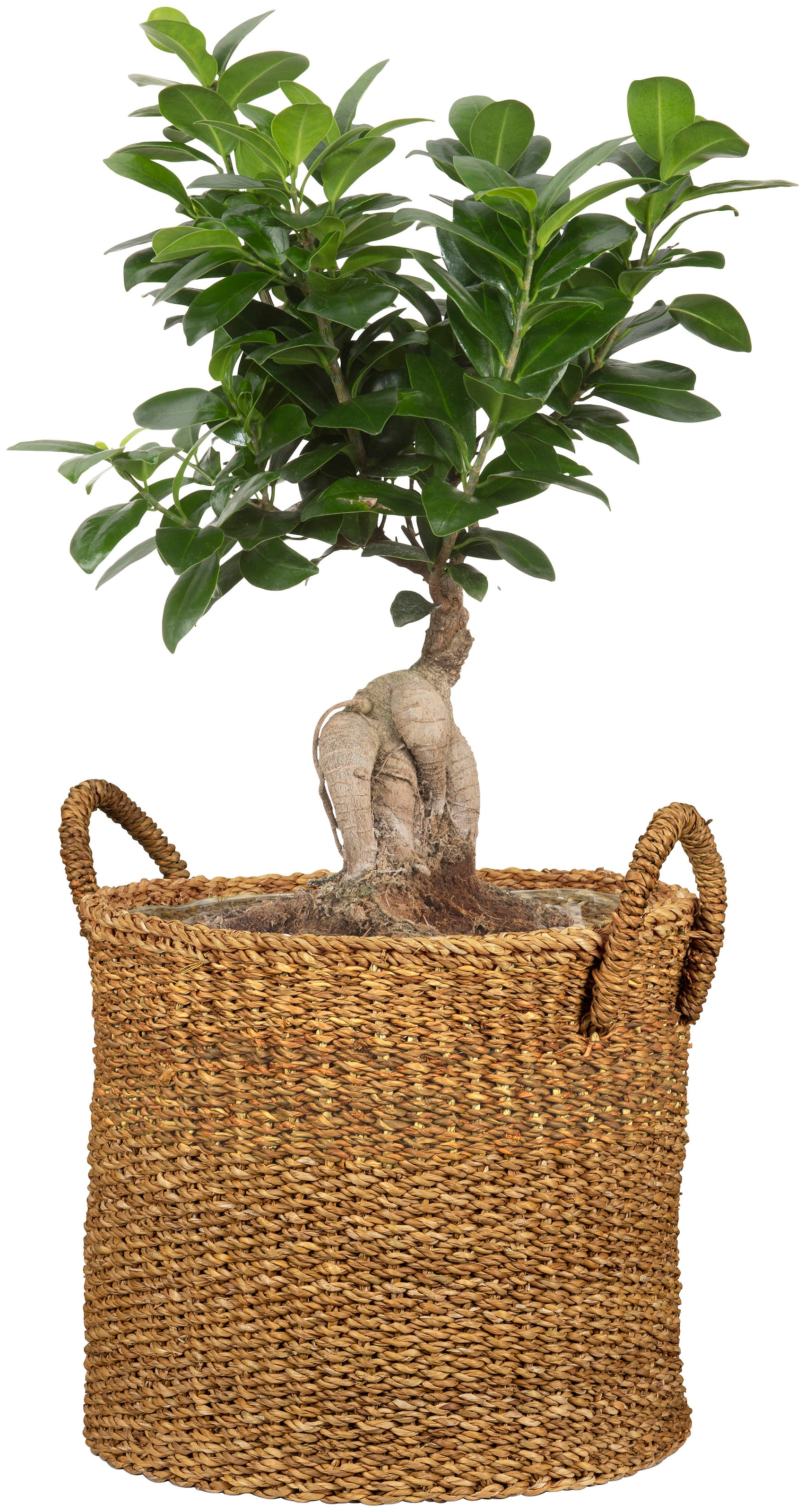 Scheurich Blumentopf »nut 33/516«