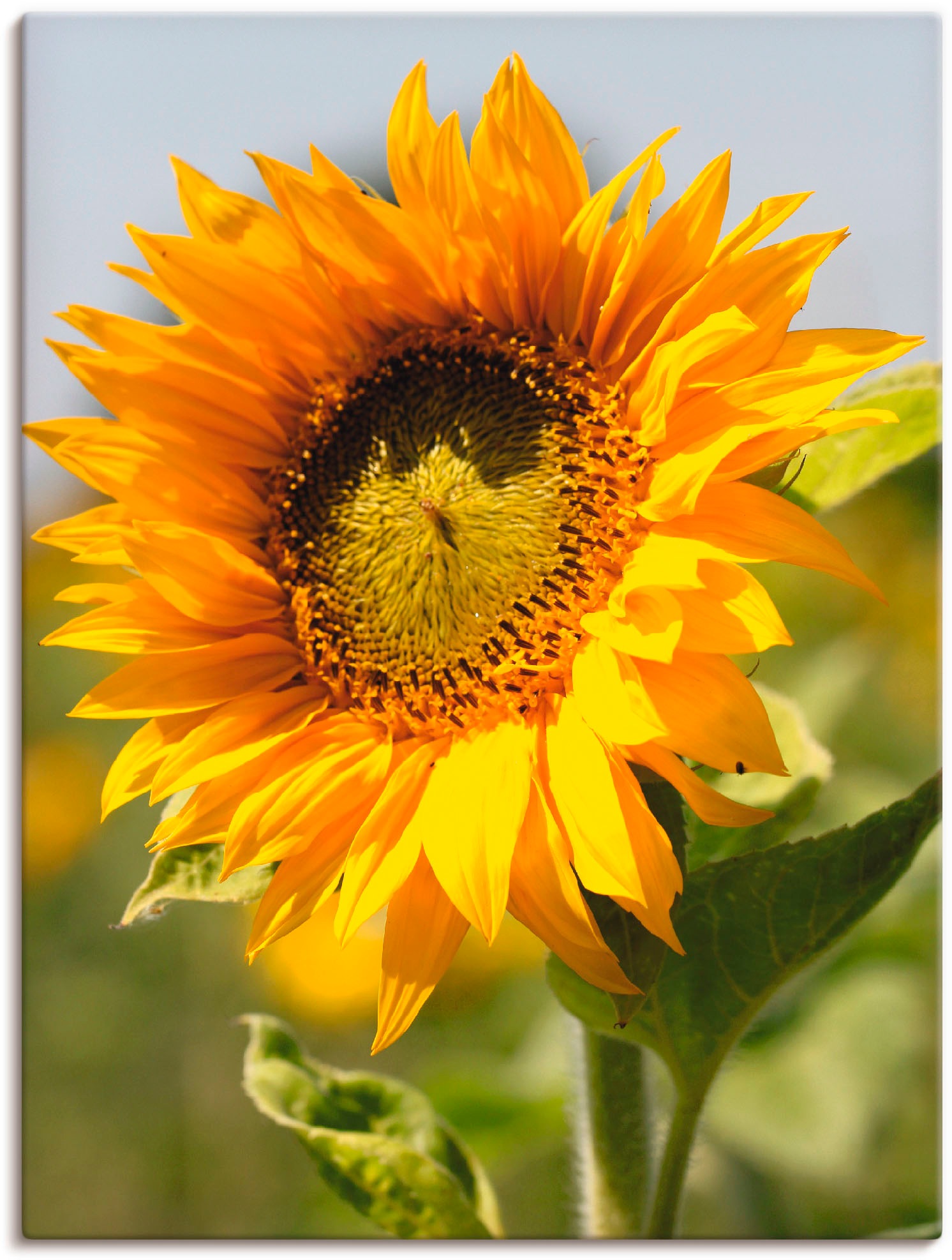Artland Wandbild »Sonnenblume« 1 Stk. tlg. als Leinwandbild, Poster, Wandau günstig online kaufen