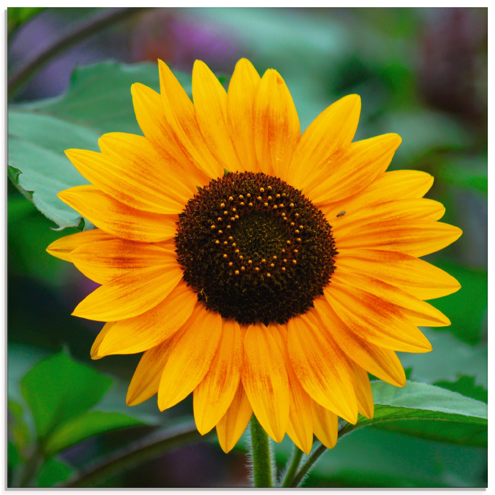 St.), kaufen »Sonnenblume«, Glasbild (1 Größen in Artland verschiedenen Blumen, auf Raten