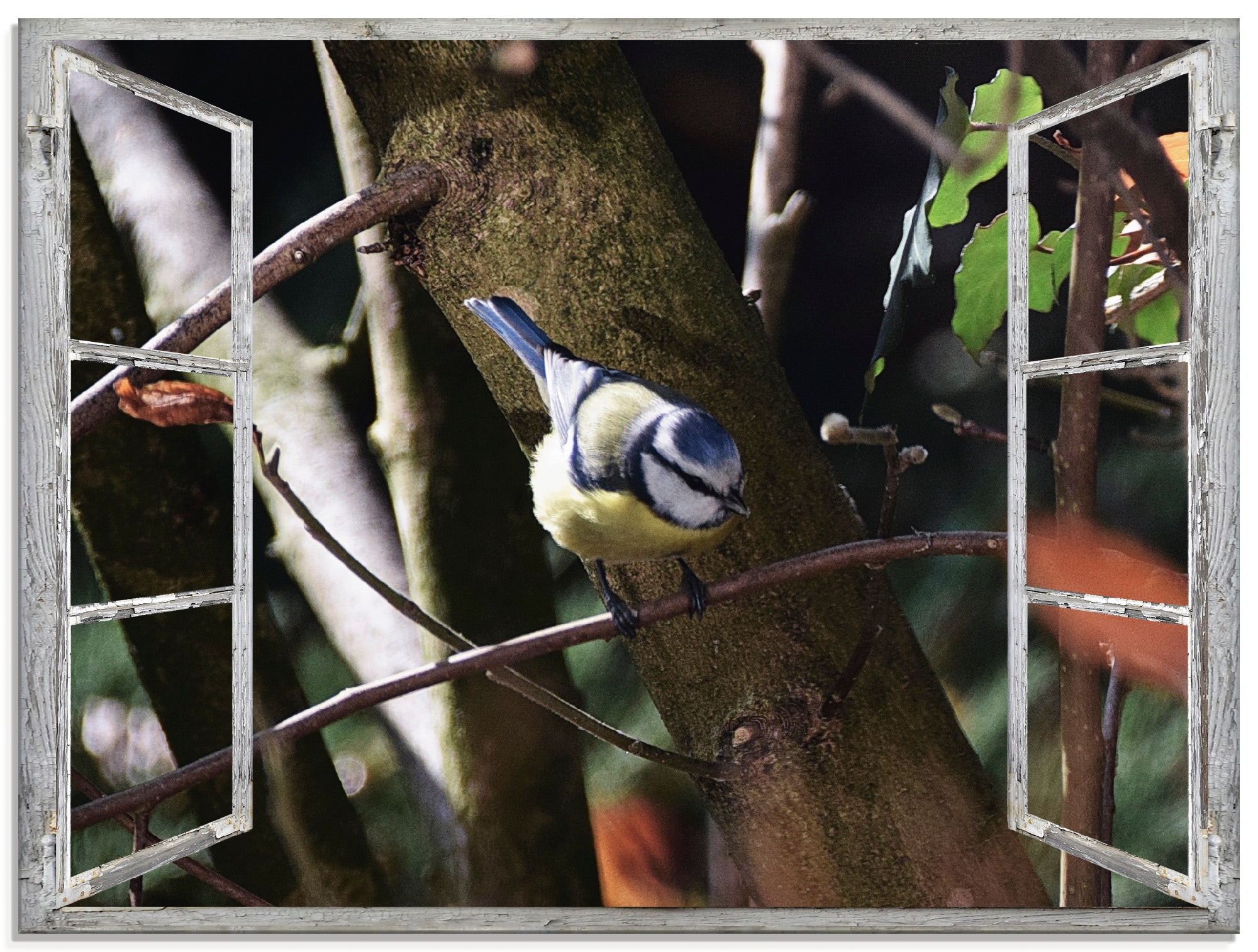 Artland Glasbild "Fensterblick - Blaumeise", Vögel, (1 St.), in verschieden günstig online kaufen