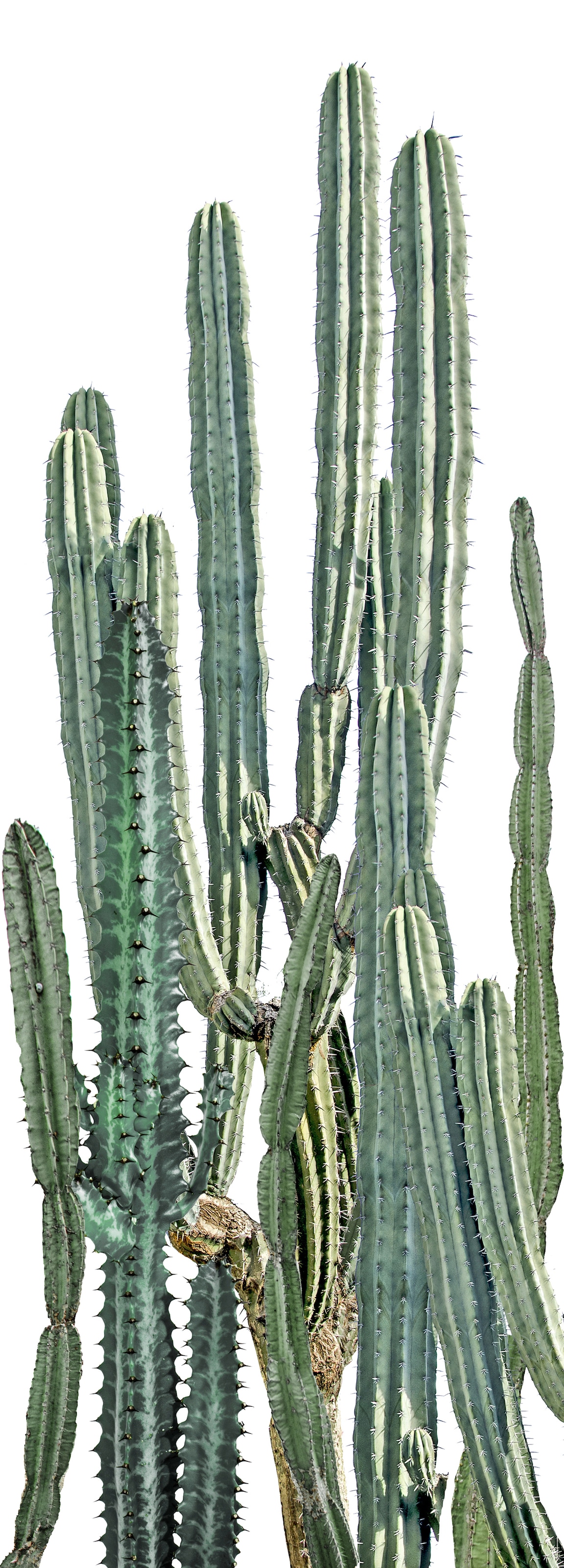 Vinyltapete QUEENCE "Elloa", grün, B:0,9m L:2,5m