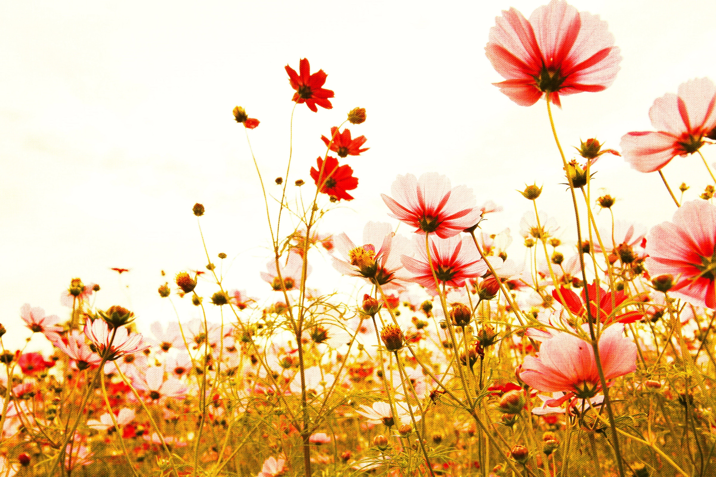 A.S. Création Leinwandbild »Flower Meadow«, Kunst-Blumen-Kinder, (1 St.), Mohnblume Keilrahmen Blumenwiese Leinwand-Bild Wohnzimmer modern Wand