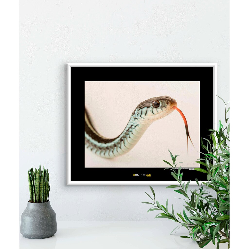 Komar Poster »Bluestripe Garter Snake«, Tiere