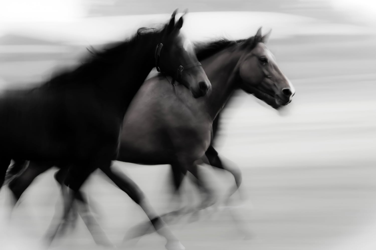 queence Wandsticker »Horses« Selbstklebend, kinderleichte Anbringung