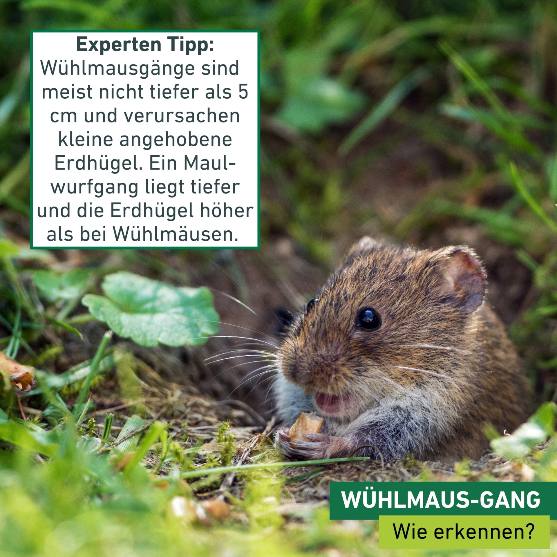 Windhager Schlagfalle »Draht-Wühlmausfalle im Doppelpack« Wühlmausbekämpfung robust,  Schnappfalle 6 x 14 x 9,5 cm, Kupfer