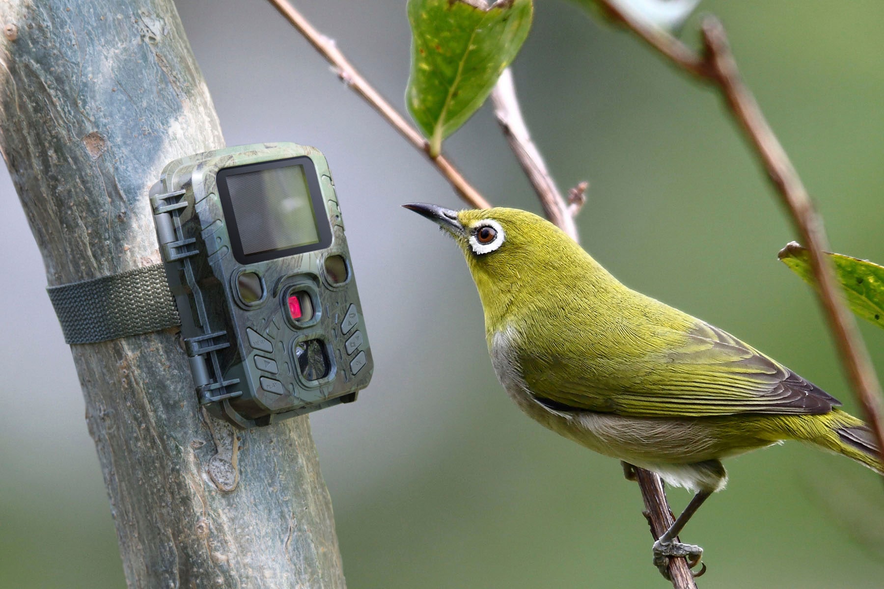 Technaxx Überwachungskamera »Mini Nature Wild Cam TX-117«, Innenbereich-Außenbereich, (1 tlg.)