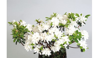 BCM Hecken »Rhododendron Maischnee«, (1 St.) kaufen