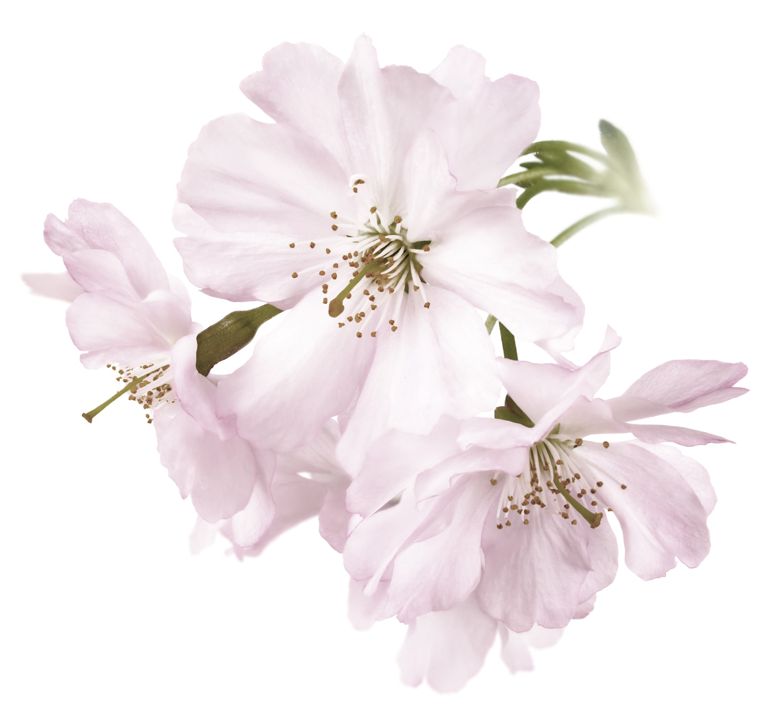 queence Wandtattoo »Malena« Wandbild, Sticker, rosa, Blume, Blüte, selbstkl günstig online kaufen