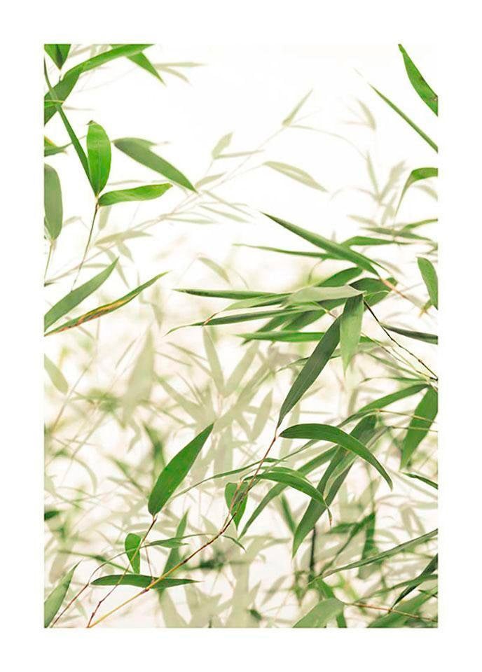 Komar Bild »Bamboo Leaves«, Pflanzen-Blätter, (1 St.), Wandbild zur Dekorat günstig online kaufen