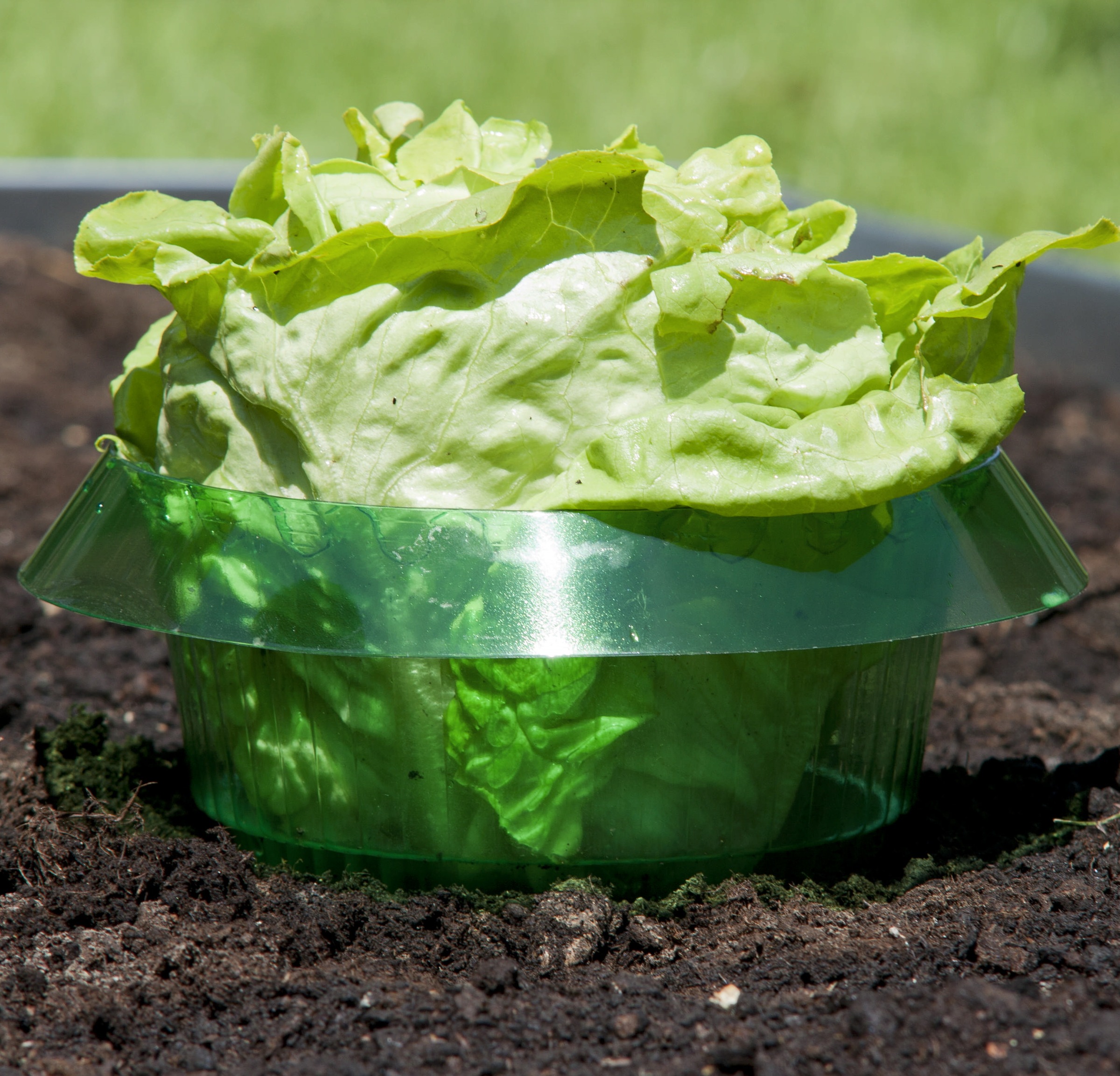 Windhager Schneckenkante »aus PET, Schnecken Schutzring 6 Stk., Ø 23 cm« Schneckenschutz für Gemüsepflanzen wiederverwendbar und recyclebar